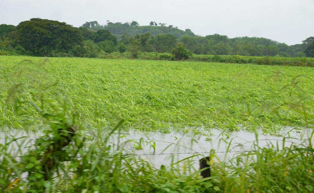 Por lluvias, 30 comunidades de la Mixteca de Oaxaca pierden cosechas de maíz, frijol y café. Foto: Edwin Hernández