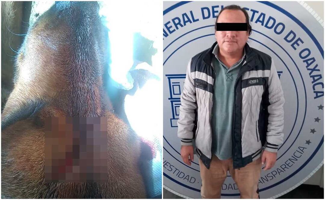 Por primera vez en Oaxaca detienen a hombre por crueldad animal: macheteó al perrito Toby. Fotos: Especiales