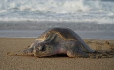 Sumán más de 465 mil tortugas golfinas en el santuario de Playa Escobilla, Oaxaca, pero hasta el 70% de sus nidos no sobrevive