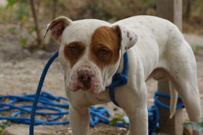 Animalistas piden sanciones por sacrificio de perros en Lachigoló