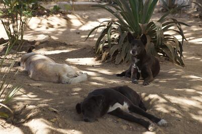 Animalistas reciben amenazas constantemente por quienes reprueban su labor