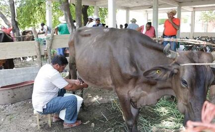 Impulsan 80 productores la ganadería del Istmo de Oaxaca con concurso de Las Vacas Lecheras