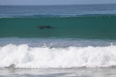 Por avistamiento de un tiburón, suspenden nacionales de surf