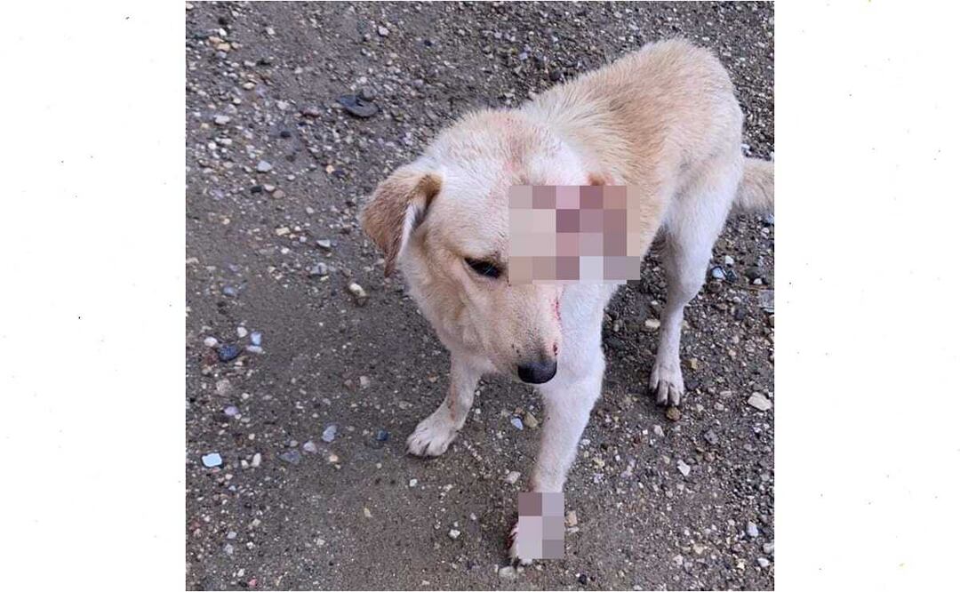 Investiga Fiscalía de Oaxaca ataque a perro con un machete, en San Antonio de la Cal. Foto: Especial