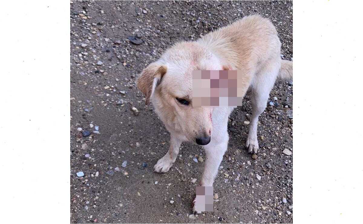 Investiga Fiscalía de Oaxaca ataque a perro con un machete, en San Antonio de la Cal. Foto: Especial