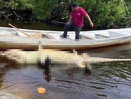 Muere “Lucho”, un cocodrilo americano de 4.06 metros en la Costa de Oaxaca