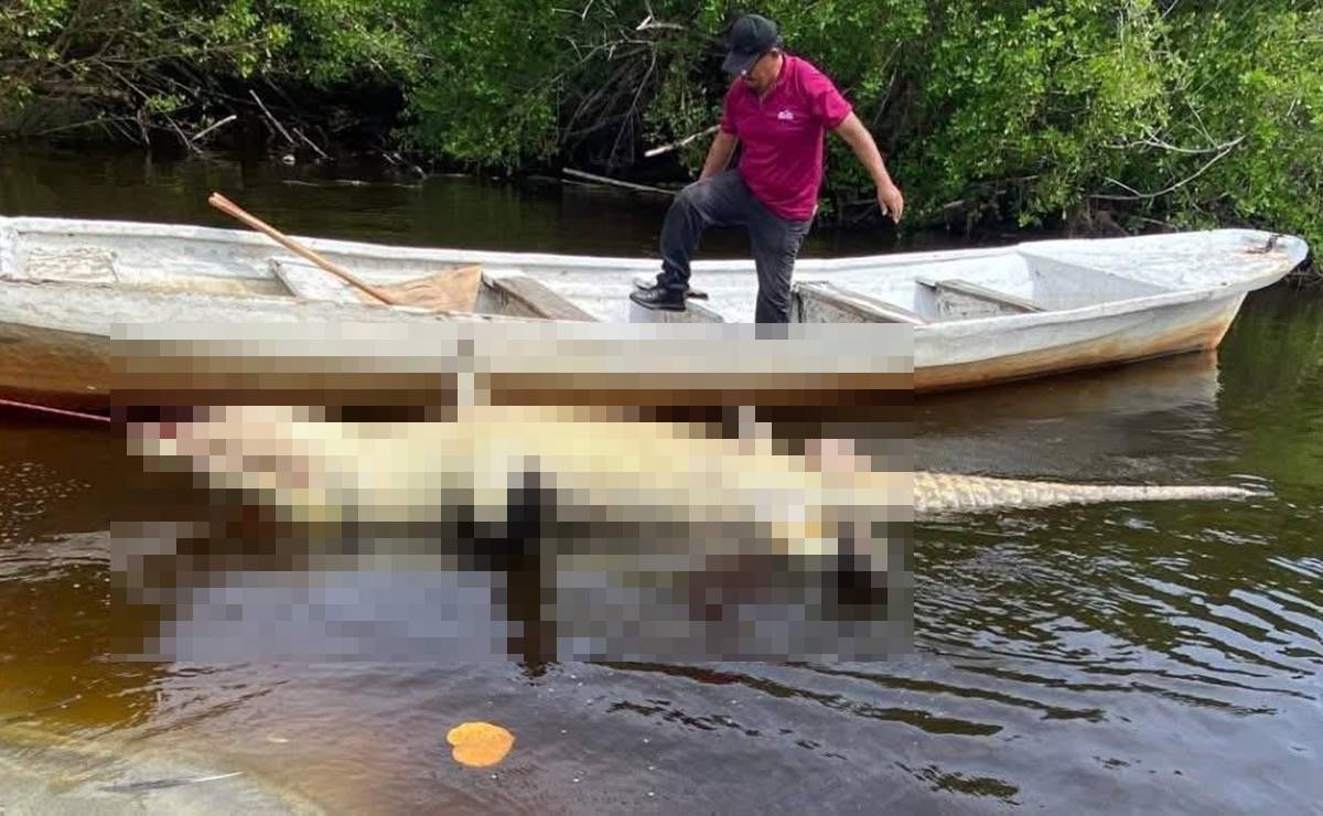 Muere “Lucho”, un cocodrilo americano de 4.06 metros en la Costa de Oaxaca