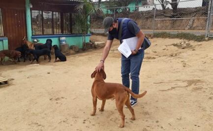 Durante 2020, Oaxaca de Juárez sancionó a 203 personas por maltrato animal