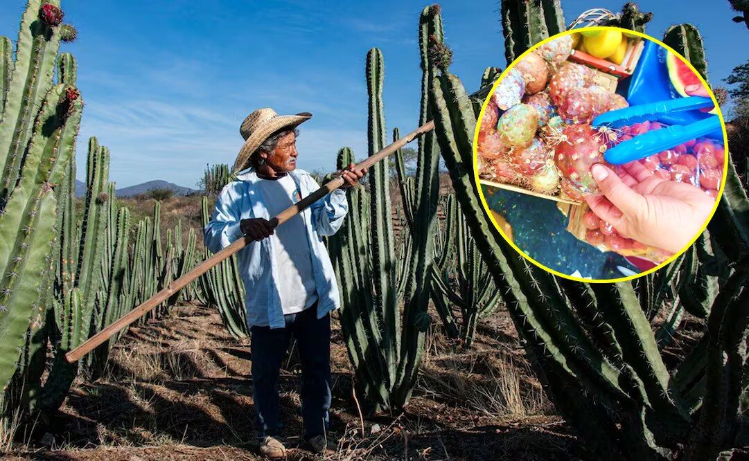 Feria de la Pitaya Oaxaca. Foto: Juana García/EL UNIVERSAL El universal/Ig@cmexicana