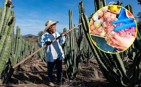 ¿Se te antoja la pitaya? Estos sitios de Oaxaca arman ferias en su honor para que las pruebes