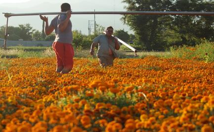 Pide Oaxaca a sus 570 municipios cancelar todos los eventos de Día de Muertos