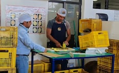 Suman 89 lotes de mango con larvas en el Istmo de Oaxaca; no podrán ser exportados a EU