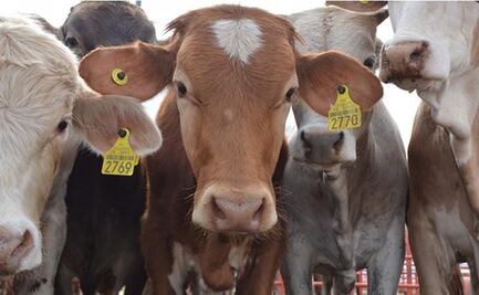 Ganaderos de Oaxaca enfrentan pérdidas diarias de 10 mdp por suspensión temporal de importación de EU