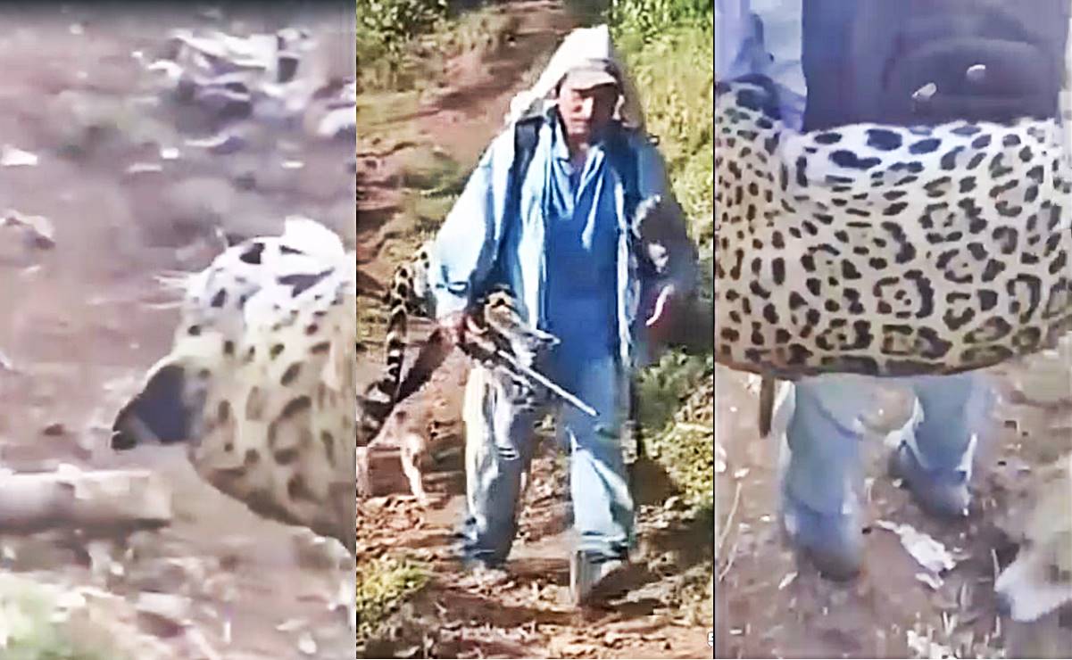 Tras difusión de VIDEO, investigan asesinato de un jaguar en una comunidad de Oaxaca