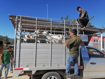 Ante nuevos casos de gusano barrenador, padecen 8 mil ganaderos de Oaxaca por freno a importaciones