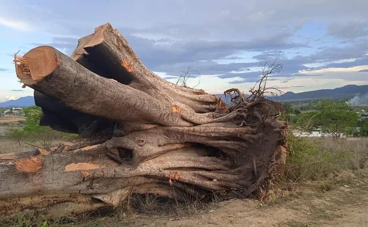 Entregan tronco de laurel centenario para que artista realice escultura y vuelva al zócalo de Oaxaca