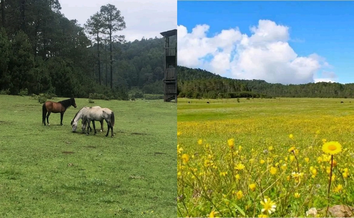 Campo de flores y caballos en el Llano de las Flores. Fotos: Llano De Las Flores Atepec