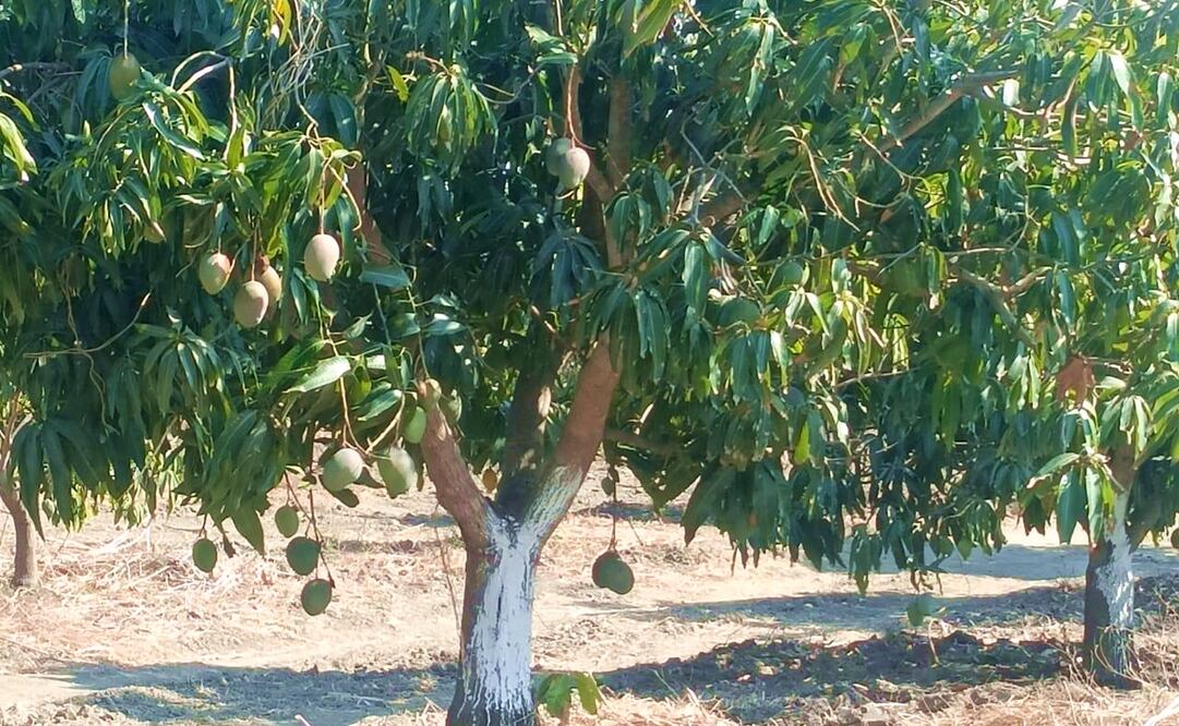 Lluvias atípicas y heladas provocan caída en la producción de mango en el Istmo de Oaxaca. Foto: Especiales