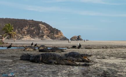 Reforestan La Ventanilla: cocodrilos no recuperaron la playa por cuarentena, siempre ha sido su santuario