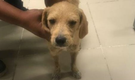 Procesan en Oaxaca a zoofílico que violó a perro; es el primer caso en el país