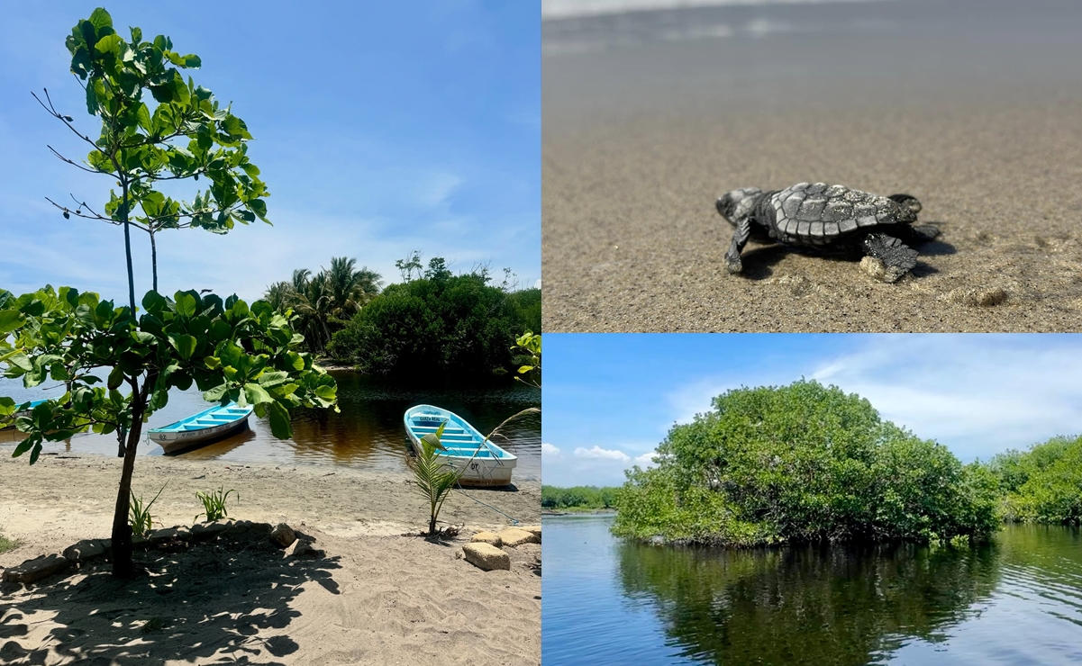 Laguna de Ventanilla, joya natural de Oaxaca: santuario de cocodrilos, aves y tortugas. Fotos:  Tours en todo Oaxaca y Fan_viajera