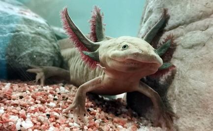 Llega a Oaxaca "El Viaje del Axolote", exposición viva para conocer a estos fantásticos animales