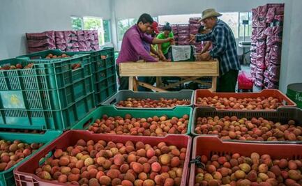 Por altas temperaturas, desaparece cosecha de lichi en la Cuenca de Oaxaca; esperan reviva en 2024