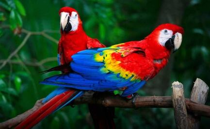 Con Festival de las Aves de Oaxaca, impulsan el cuidado ambiental y el turismo de naturaleza