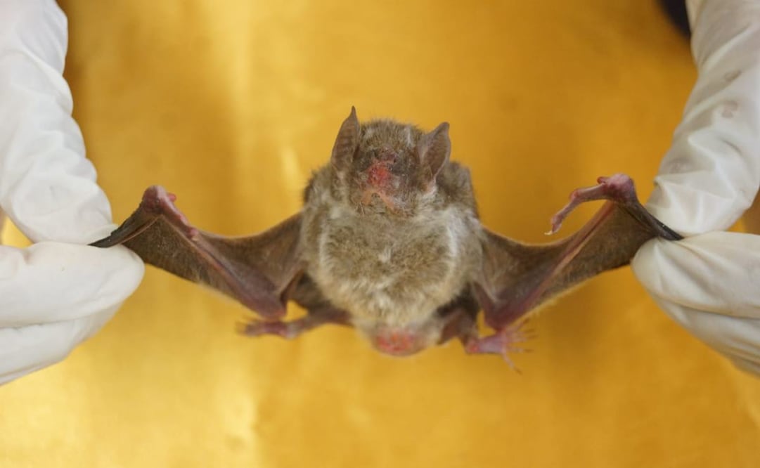 Van 4 ataques de murciélagos en Oaxaca durante los últimos 10 años, informa la UABJO. Fotos: Edwin Hernández