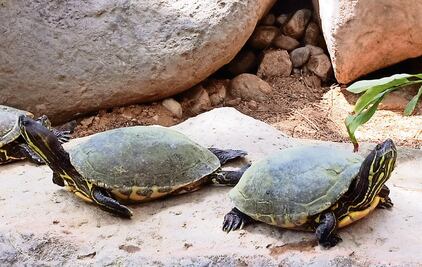 Resguardan 2 especies de tortugas endémicas en Oaxaca