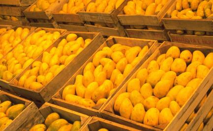 Productores de mango en el Istmo de Oaxaca bloquean la Panamericana; exigen a empacadoras pagos justos