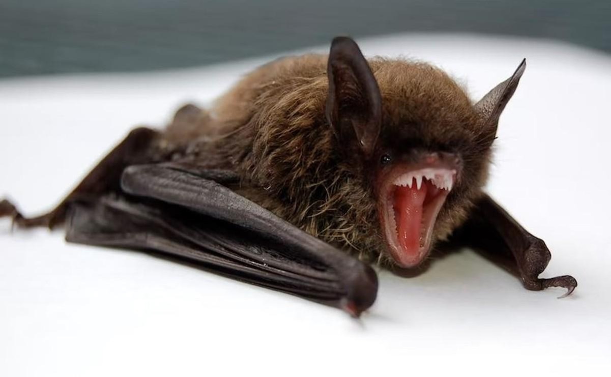 Tras mordedura de murciélago, confirman muerte por rabia humana en la Mixteca de Oaxaca