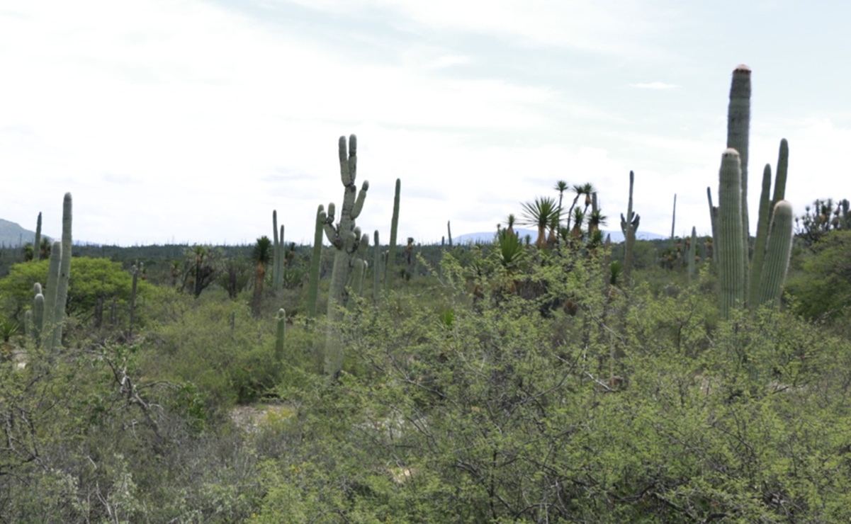 Alertan por amenazas de minería en la Mixteca de Oaxaca. Foto: Especial