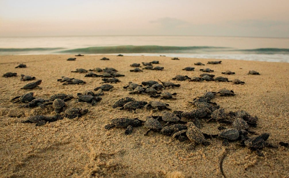 Anualmente nacen más de un millón de tortugas golfinas en las playas de Oaxaca. Foto: CONANP