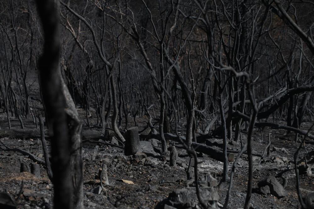 Tras 27 horas, liquidan en Oaxaca incendio en Ixtepeji que consumió 100 hectáreas de bosque. Foto: Edwin Hernández