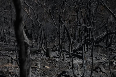 Tras 27 horas, liquidan en Oaxaca incendio en Ixtepeji que consumió 100 hectáreas de bosque