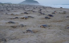 Santuario Playa Morro Ayuta registra récord de arribo de tortugas golfinas en Oaxaca