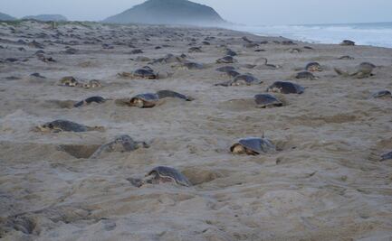 Santuario Playa Morro Ayuta registra récord de arribo de tortugas golfinas en Oaxaca