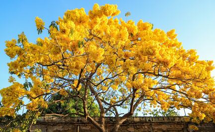 ¿Cómo se llaman los árboles amarillos de Oaxaca y que florecen en invierno?