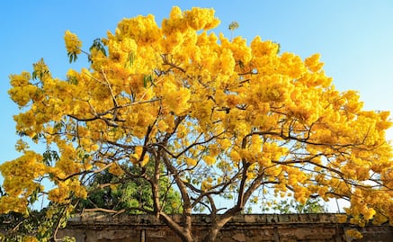¿Cómo se llaman los árboles amarillos de Oaxaca y que florecen en invierno?