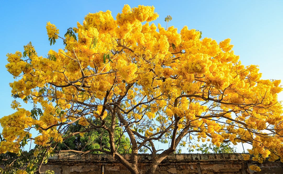 El Guayacán florece en enero en Oaxaca. Secretaría de Turismo del Estado de Oaxaca