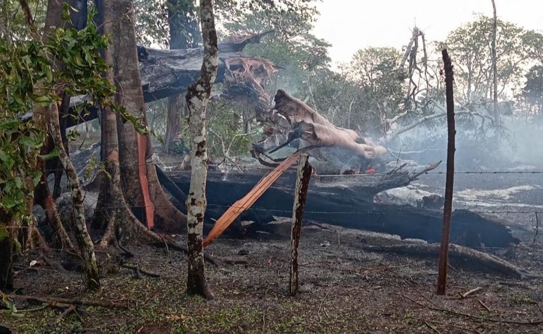 Fuego arrasa con  árboles frutales y maderables del programa “Sembrando Vida”, en Guchicovi, Oaxaca. Foto: Tomada de video