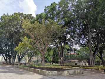 Ambientalistas presentan proyecto de 910 mil pesos para rescate de arbolado del zócalo de Oaxaca
