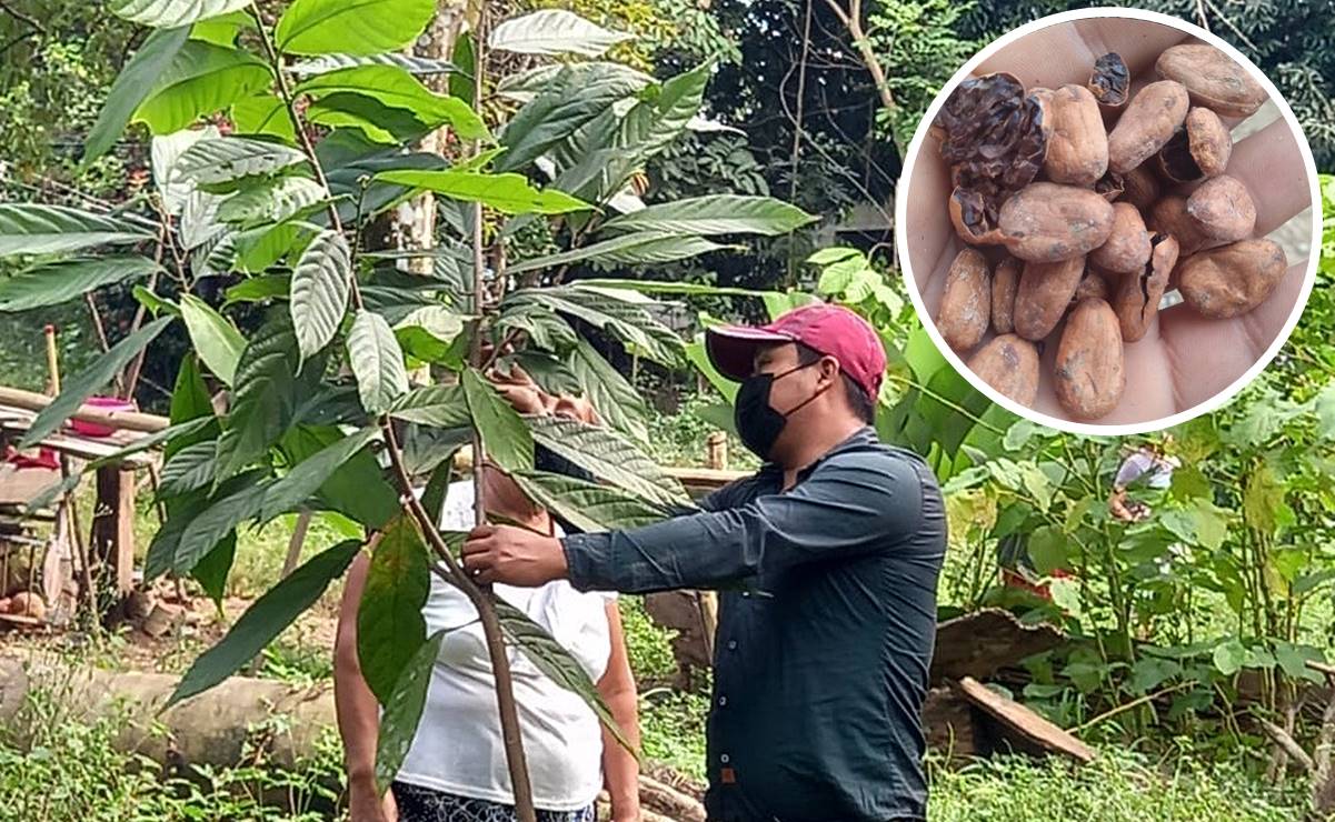 Sobreprecio de hasta 400% del cacao provoca desplome de cosecha en Oaxaca