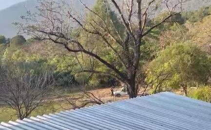 VIDEO: Productor de mezcal en Sola de Vega, Oaxaca sufre agresión armada; denuncia omisión de autoridades