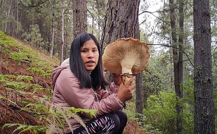 Pandemia no frena labor comunitaria en bosques de la Mixteca, hogar de los hongos gigantes