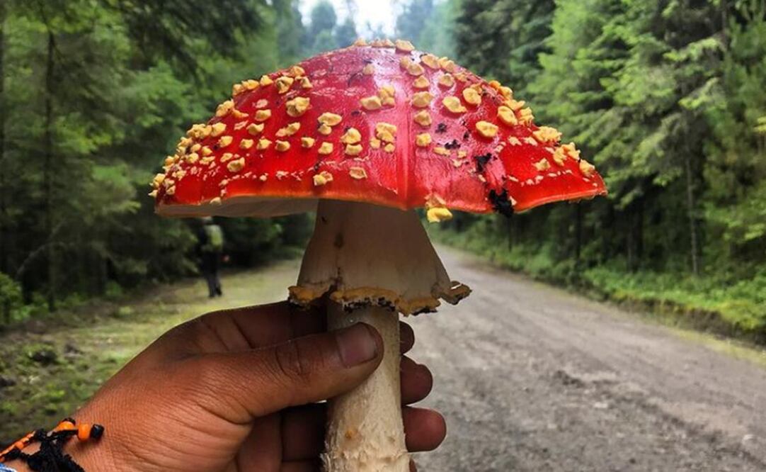 Fiesta de hongos mixtecos promete visita de chefs nacionales, un festín y caminata en Oaxaca. Foto: IG: osvaldo._.sandoval_
