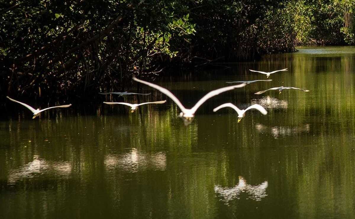 Tras análisis de aves y peces muertos, Salud de Oaxaca descarta presencia de gripe aviar en la Costa. Foto: Especial