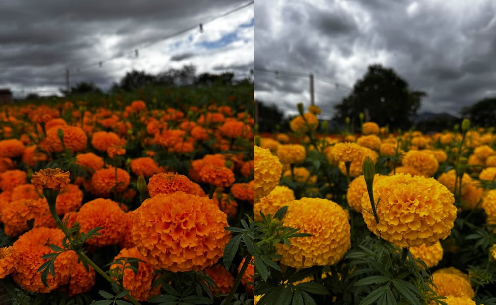 Aunque sus colores son diferentes, su temporada de floración es la misma. Foto: Facebook "Campo Iluminado San Antonino “Tierra De Las Flores”"