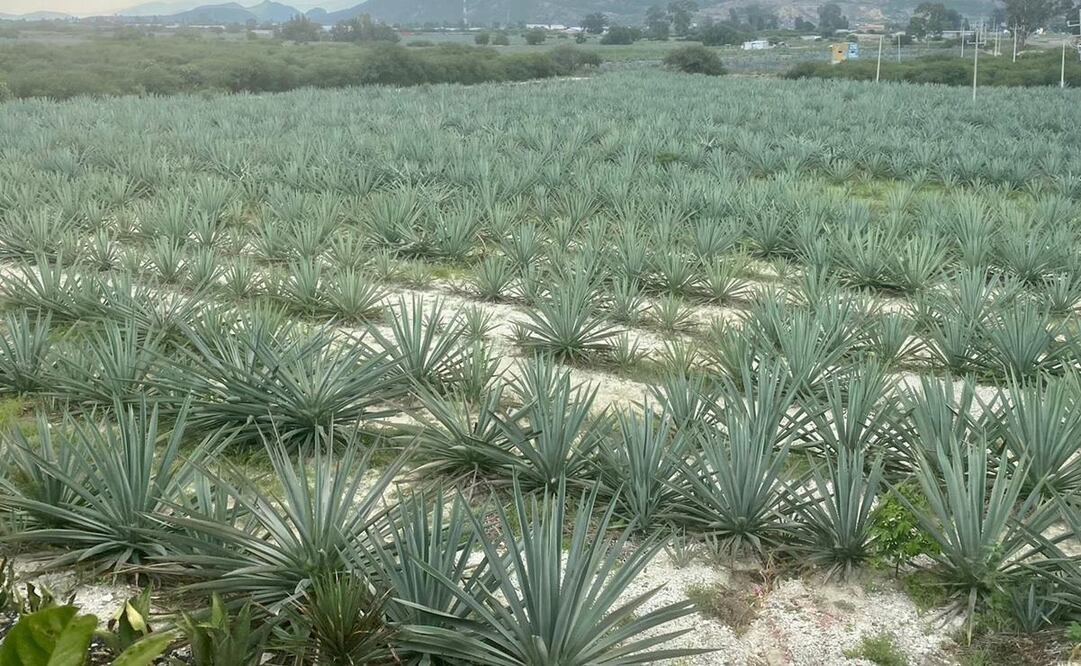 Busca Morena que Seculta inscriba al mezcal de Oaxaca como “cultura líquida” ante UNESCO